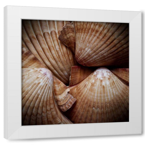 Macro Shells VI White Modern Wood Framed Art Print by Perry, Rachel