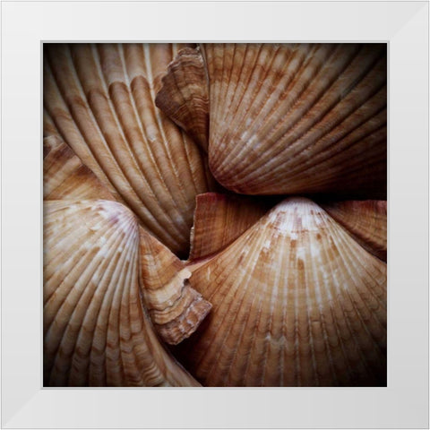 Macro Shells VI White Modern Wood Framed Art Print by Perry, Rachel