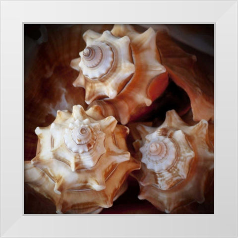 Macro Shells VII White Modern Wood Framed Art Print by Perry, Rachel