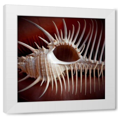 Macro Shells VIII White Modern Wood Framed Art Print by Perry, Rachel