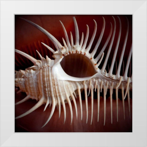 Macro Shells VIII White Modern Wood Framed Art Print by Perry, Rachel