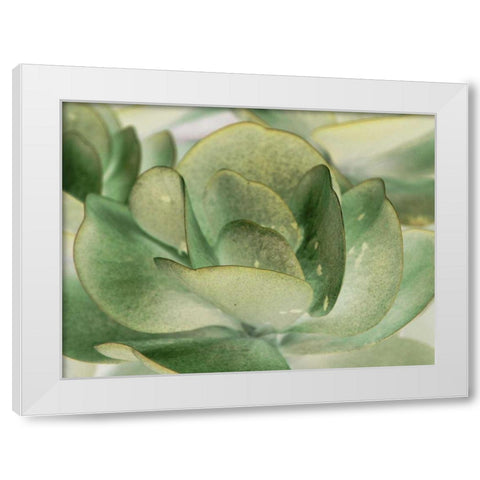 Petal I White Modern Wood Framed Art Print by Ling, Tang