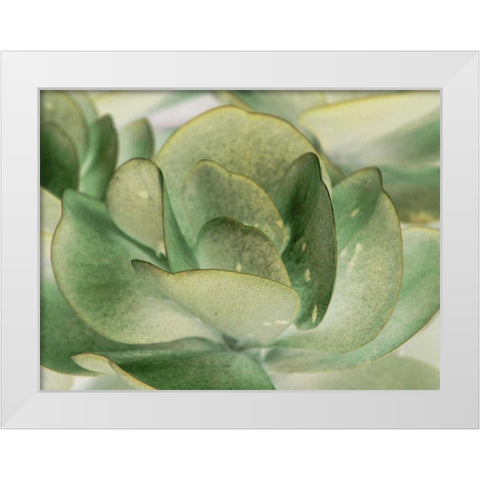 Petal I White Modern Wood Framed Art Print by Ling, Tang