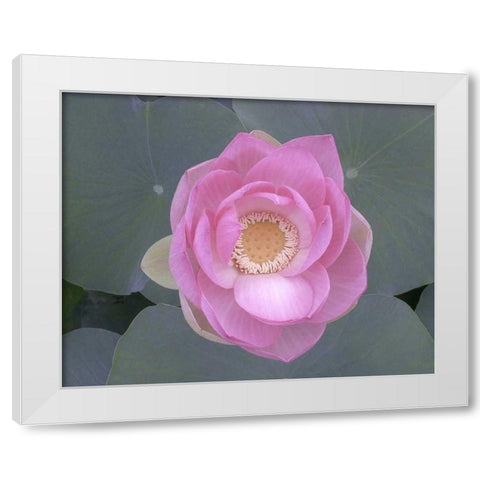 Blushing Lotus I White Modern Wood Framed Art Print by Christensen, Jim