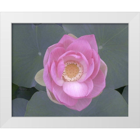 Blushing Lotus I White Modern Wood Framed Art Print by Christensen, Jim