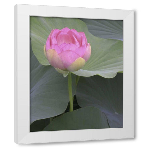 Blushing Lotus II White Modern Wood Framed Art Print by Christensen, Jim