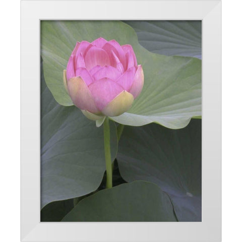 Blushing Lotus II White Modern Wood Framed Art Print by Christensen, Jim