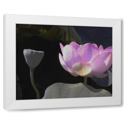 Blushing Lotus III White Modern Wood Framed Art Print by Christensen, Jim