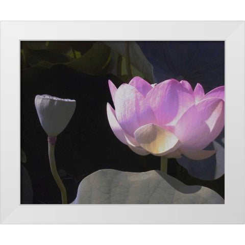 Blushing Lotus III White Modern Wood Framed Art Print by Christensen, Jim