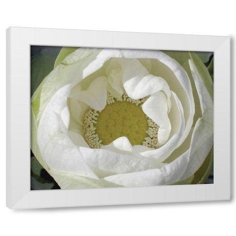 Delicate Lotus I White Modern Wood Framed Art Print by Christensen, Jim
