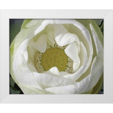 Delicate Lotus I White Modern Wood Framed Art Print by Christensen, Jim