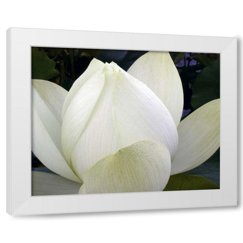 Delicate Lotus IV White Modern Wood Framed Art Print by Christensen, Jim