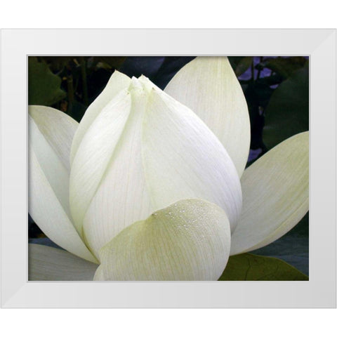 Delicate Lotus IV White Modern Wood Framed Art Print by Christensen, Jim