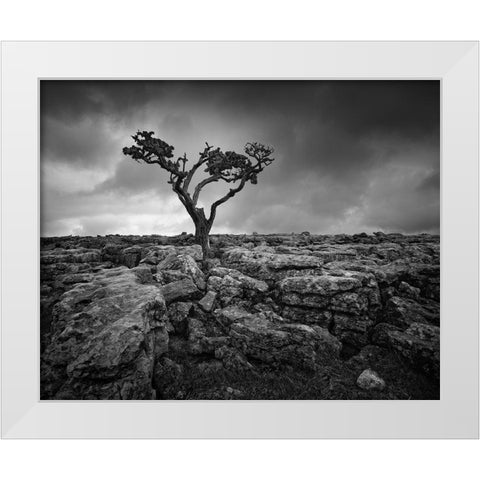 Pavement and Tree II White Modern Wood Framed Art Print by Henson, Martin