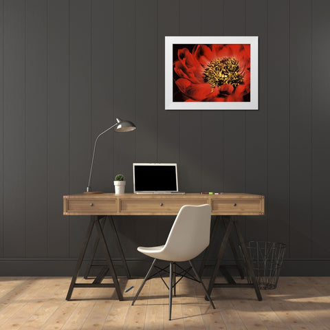 Red Peony I White Modern Wood Framed Art Print by Zalewski, Christine
