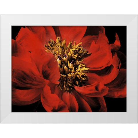 Red Peony II White Modern Wood Framed Art Print by Zalewski, Christine