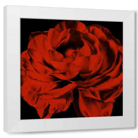 Red Ranunculus White Modern Wood Framed Art Print by Zalewski, Christine