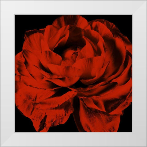 Red Ranunculus White Modern Wood Framed Art Print by Zalewski, Christine