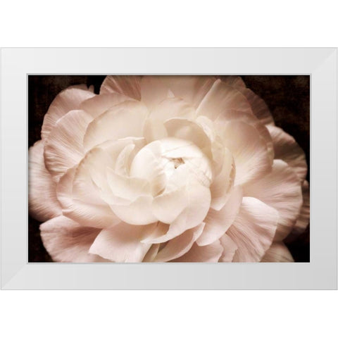 Elegant Ranunculus I White Modern Wood Framed Art Print by Zalewski, Christine