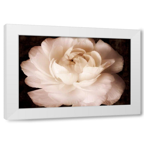 Elegant Ranunculus II White Modern Wood Framed Art Print by Zalewski, Christine