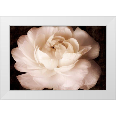 Elegant Ranunculus II White Modern Wood Framed Art Print by Zalewski, Christine