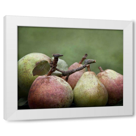 Comice Pears II White Modern Wood Framed Art Print by Perry, Rachel