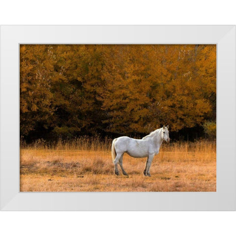 White Horse White Modern Wood Framed Art Print by Chester, Colby
