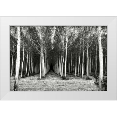 Alley At Lac Duby White Modern Wood Framed Art Print by Chester, Colby