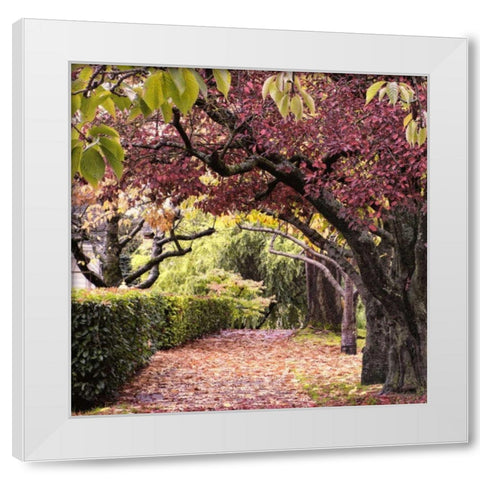 Arch of Trees White Modern Wood Framed Art Print by Chester, Colby