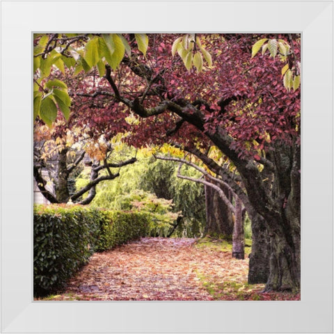 Arch of Trees White Modern Wood Framed Art Print by Chester, Colby