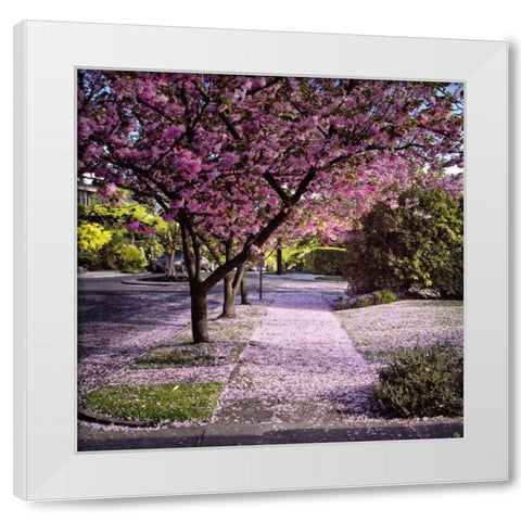 Fallen Petals White Modern Wood Framed Art Print by Chester, Colby