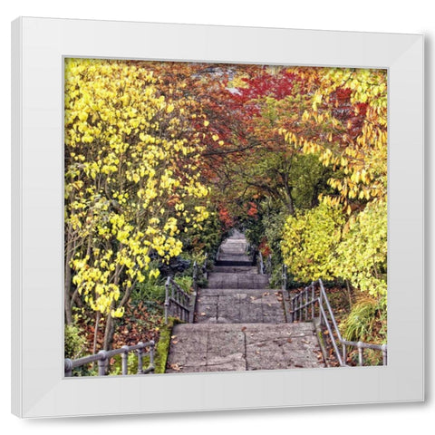Autumn Tunnel White Modern Wood Framed Art Print by Chester, Colby
