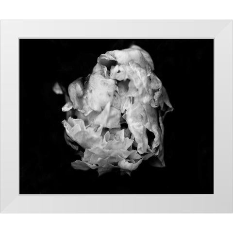 Poetry II White Modern Wood Framed Art Print by Ling, Tang