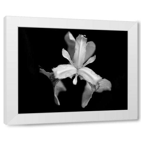 Poetry V White Modern Wood Framed Art Print by Ling, Tang