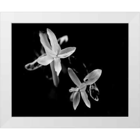 Poetry VI White Modern Wood Framed Art Print by Ling, Tang