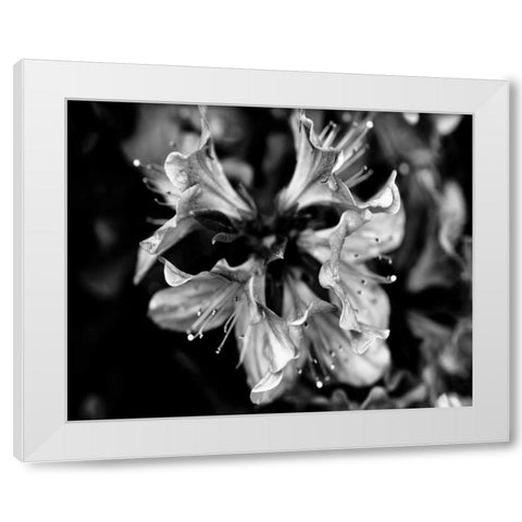 Poetry VII White Modern Wood Framed Art Print by Ling, Tang