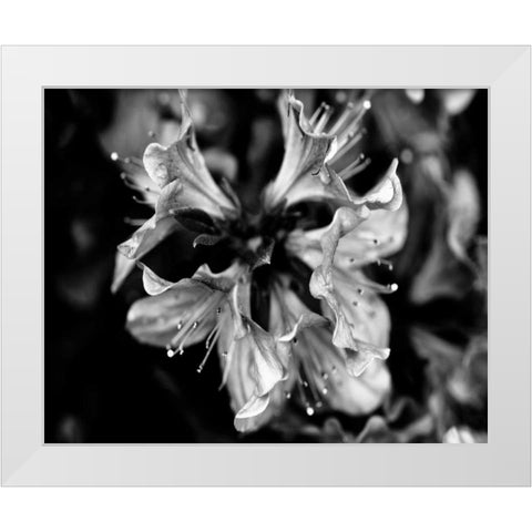 Poetry VII White Modern Wood Framed Art Print by Ling, Tang