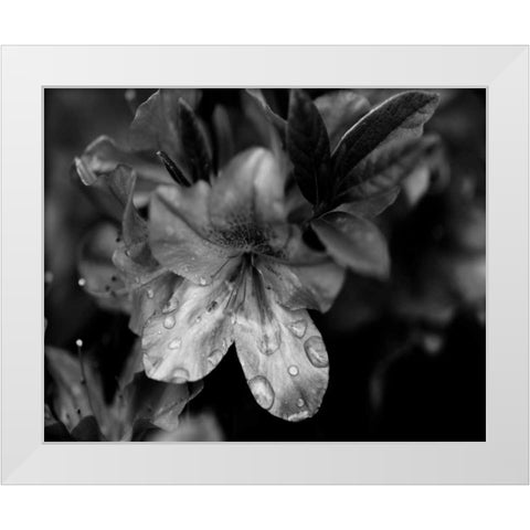 Poetry VIII White Modern Wood Framed Art Print by Ling, Tang