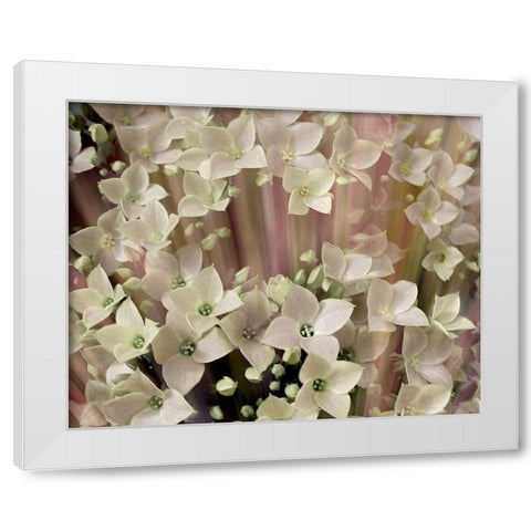 Soft Floral I White Modern Wood Framed Art Print by Harrington, Danielle