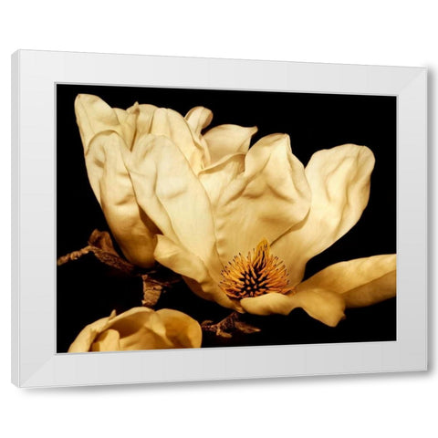 Buttercream Magnolia II White Modern Wood Framed Art Print by Perry, Rachel