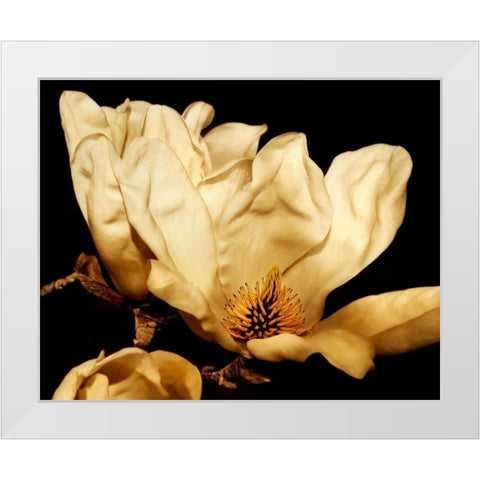 Buttercream Magnolia II White Modern Wood Framed Art Print by Perry, Rachel