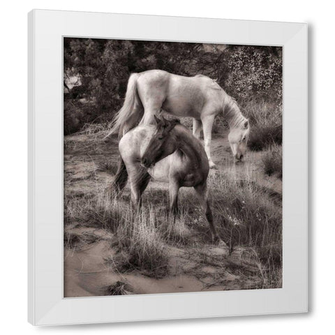Beach Horses II White Modern Wood Framed Art Print by Drost, David