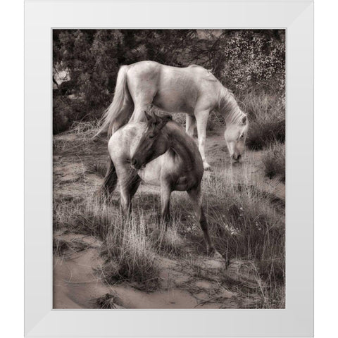 Beach Horses II White Modern Wood Framed Art Print by Drost, David