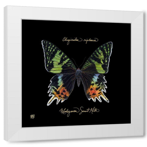 Striking Butterfly II White Modern Wood Framed Art Print by Joyner, Ginny