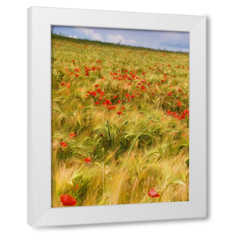 Poppies in Field I White Modern Wood Framed Art Print by Chester, Colby