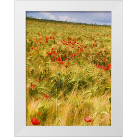 Poppies in Field I White Modern Wood Framed Art Print by Chester, Colby