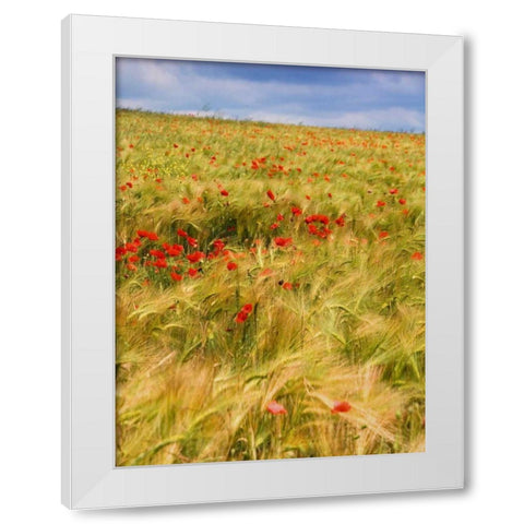 Poppies in Field II White Modern Wood Framed Art Print by Chester, Colby