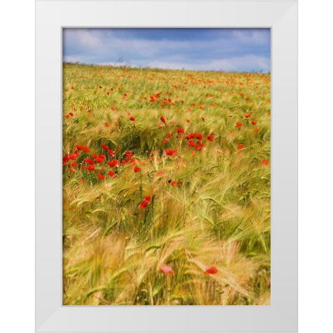 Poppies in Field II White Modern Wood Framed Art Print by Chester, Colby
