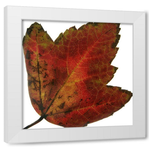 Leaf Inflorescence I White Modern Wood Framed Art Print by Project, A.