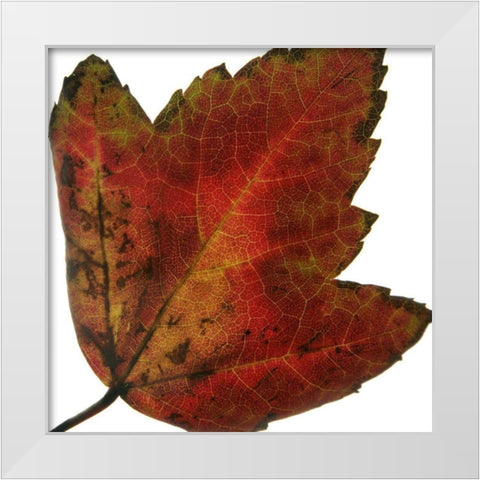 Leaf Inflorescence I White Modern Wood Framed Art Print by Project, A.